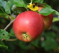 Red Aroma Apple